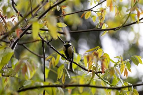 Un P Jaro Con Cabeza Amarilla Y Plumas De Cola Negras Se Sienta En Una