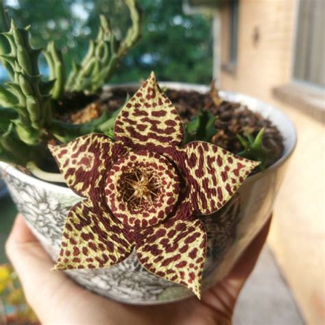 Orbea variegata, Starfish Plant - uploaded by @Jod_Jod_1207