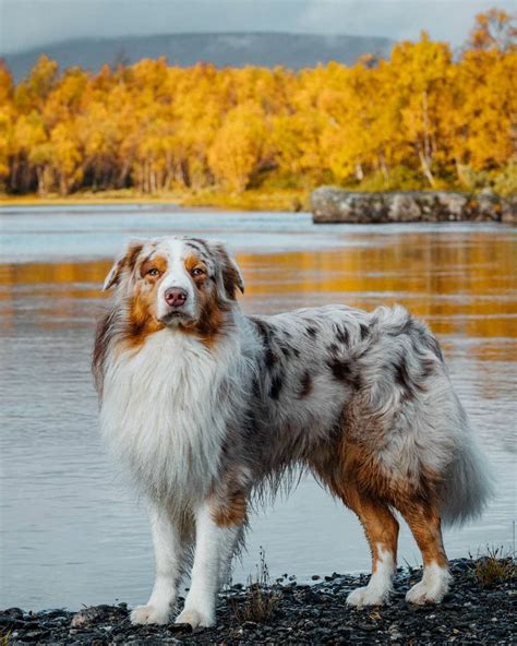 Breed ️ Australian Shepherd Dog From Aussiekiba 🇸🇪 🐶 Kiba Cane Da