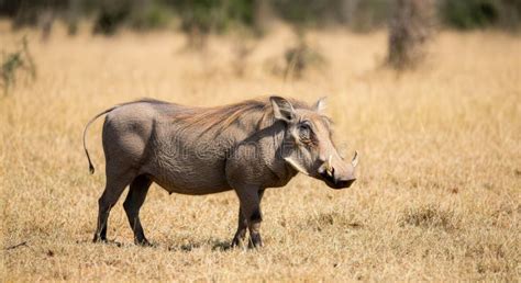 Majestic Warthog in African Savanna Landscape – Wildlife and Nature