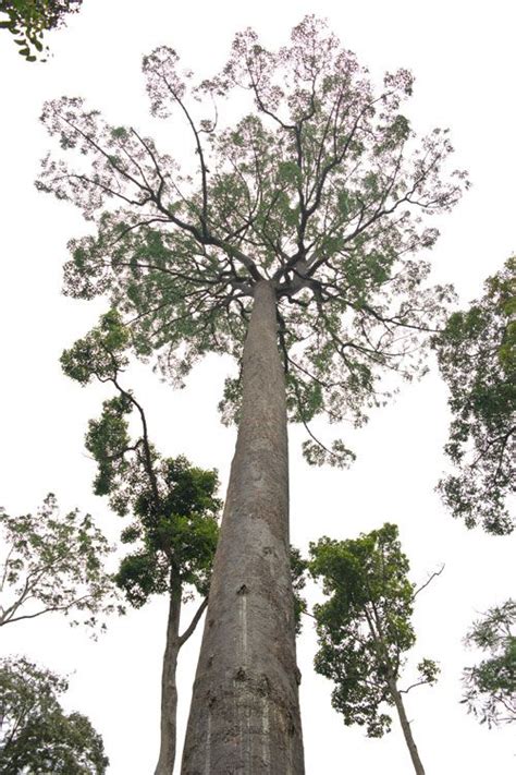 A Mighty Dyera Costulata Or Jelutong Tree At Sungai Menyala Hundreds