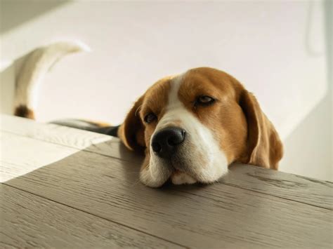 Cephalexin for dogs: usage and side effects