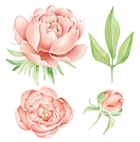 Пион | Премиум векторы in 2024 | Botanical flower art, Roses drawing ...