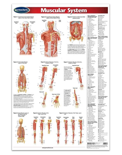 Muscular System - Anatomy Poster - 24" x 36' Laminated Quick Reference
