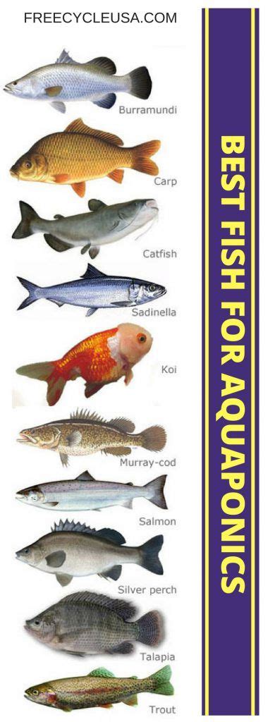 aquaponics fish species