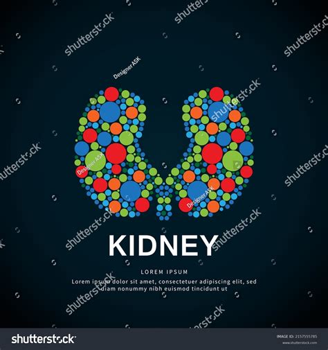 Human Kidney Medical Structure Colorful Kidney Stock Vector (Royalty