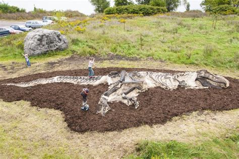 T Rex Playground Dinosaur Dig