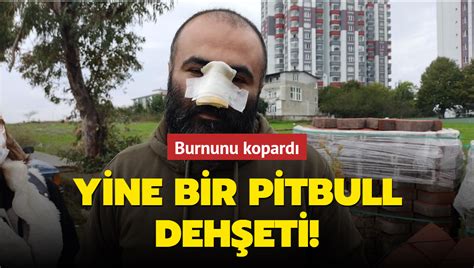 Samsun Da Pitbull Sald R S Ya Ndaki Adam N Burnunu Kopard