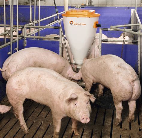 Automatic Feeders | Pig Feeding | Big Dutchman | USA