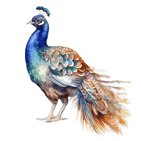 Colorful Peacock Illustration Isolated On A White Background Premium