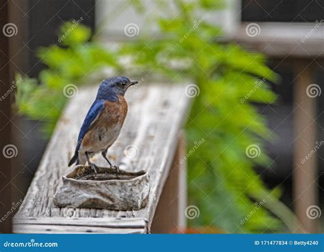 Eastern Bluebird Searching for Food. Stock Photo - Image of cardinal ...