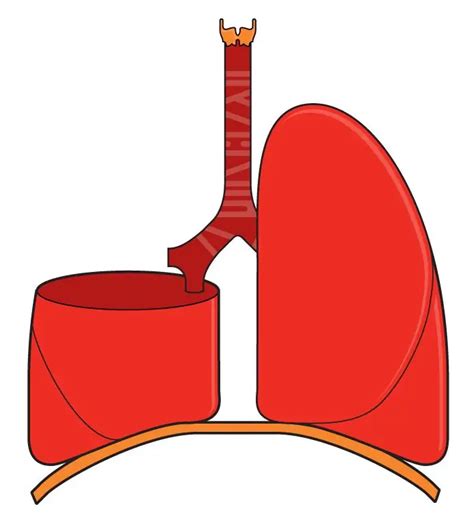 Lobectomy Is Indications For Surgery Technique Consequences