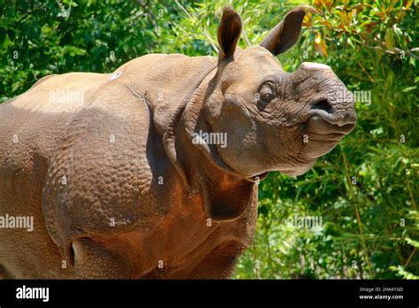 Call of the Wild Stock Photo - Alamy