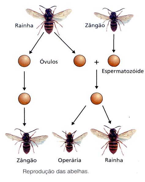 Como As Abelhas Se Reproduzem