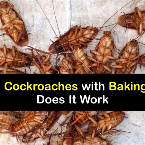 Killing Roaches With Baking Soda Cockroach Control Tips 45 Off