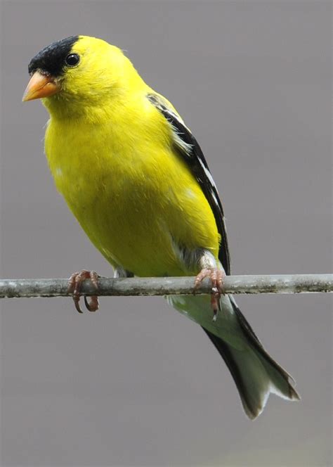 American Goldfinch Spinus Tristis Jean François Hic Flickr