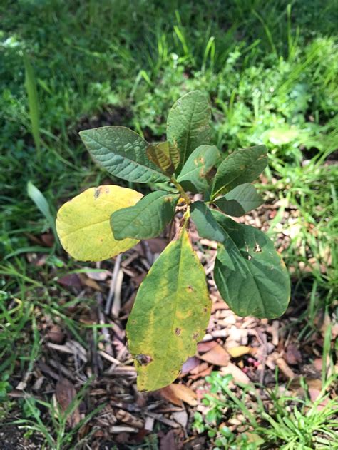 identification - Identify this sapling tree - Gardening & Landscaping ...