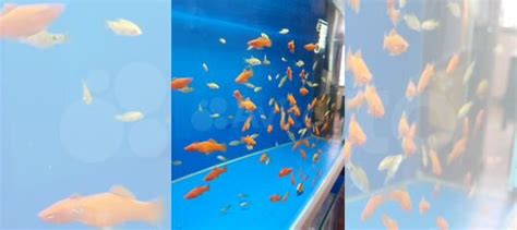 Аквариум купить в Коврове | Животные и зоотовары | Авито