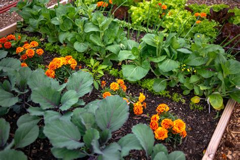 Plantes médicinales les 24 variétés à cultiver chez soi