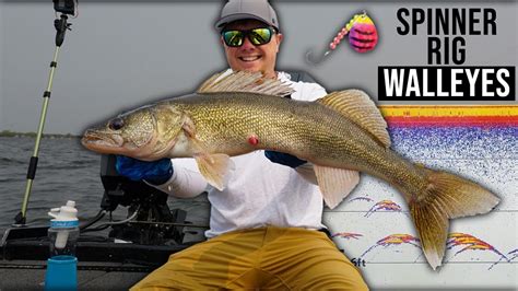 Catching Early Summer Walleyes On Lake Erie With Spinner Rigs Youtube