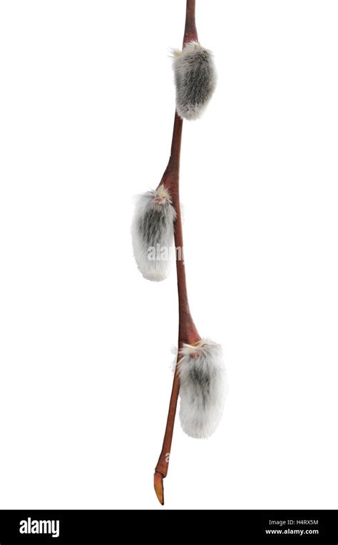 Pussy Willow Branch Large Detailed Vertical Flowering Bud Twig Isolated Macro Closeup Early