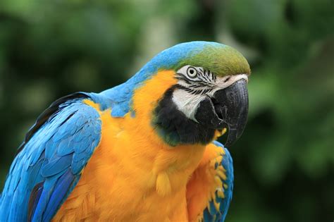 parrot bird tropical  photo  pixabay pixabay