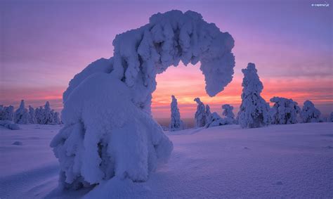 Finlandia Drzewa Wschód słońca Zaśnieżone Zima Gmina Posio Park