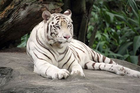 Tigre De Bengala Branco