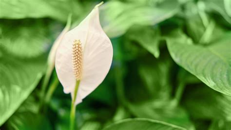 Lys de paix sain et fort jetez y une poignée il fleurira