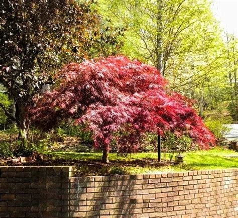 Red Dragon Japanese Maple For Sale Online | The Tree Center