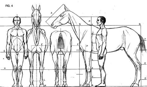 Relación de tamaño con medidas estándar, hombre - caballo | Escultura ...