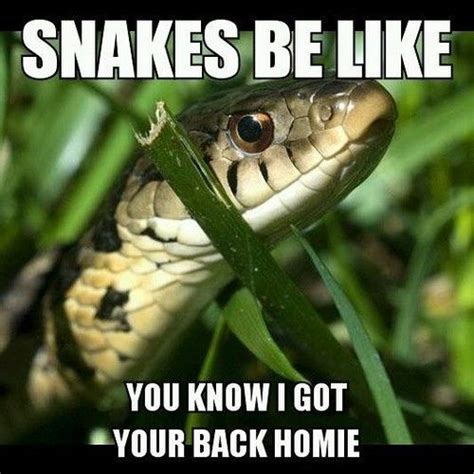 Funny Snake Quotes - ShortQuotes.cc