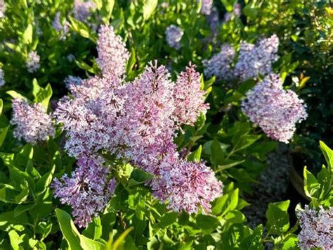 Lilac Miss Kim Tree Top Nursery Landscape Inc