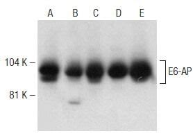 E Ap E Scbt Santa Cruz Biotechnology