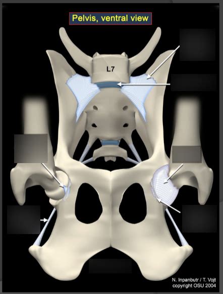 Canine Joints Of The Pelvic Limb Diagram Quizlet