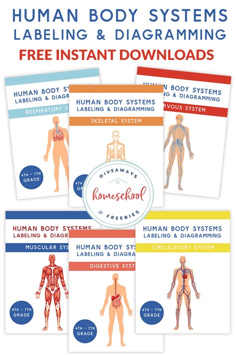 Free Human Body Systems Labeling With Answer Sheets Worksheets Library