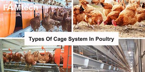 Different Types Of Cage System In Poultry Farming FamTECH