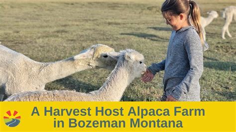 First Stop In Bozeman Montana A Harvest Host Alpaca Farm YouTube