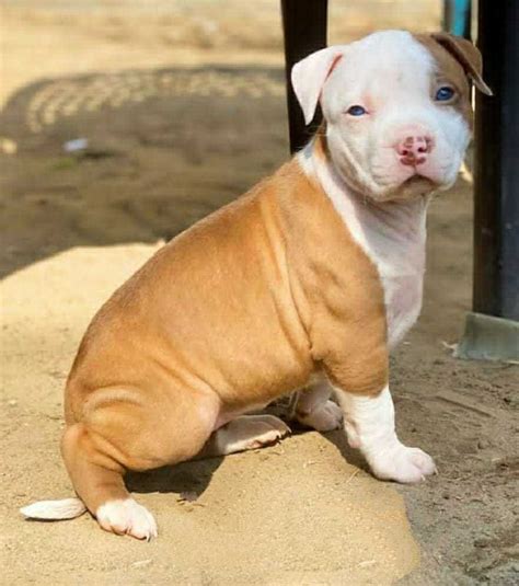 Find Purebred American Bully Dogs and Puppies for sale | Mr n Mrs Pet