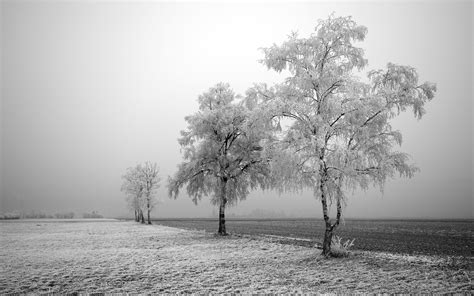 Imagini De Fundal Peisaj Alb Monocrom Natură Zăpadă Iarnă