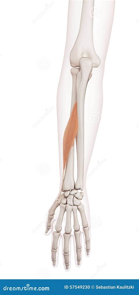 abductor pollicis longus royalty  cartoon cartoondealercom