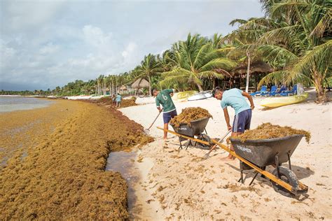 Sargassum is strangling tourism in the Caribbean. Can scientists find a ...