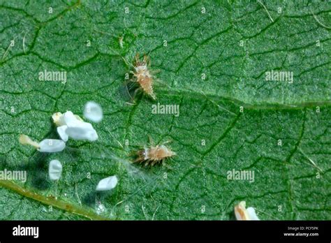 Larvae of lacewings hi-res stock photography and images - Alamy