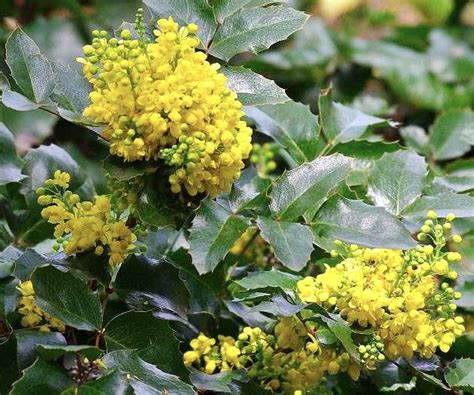 Магония падуболистная купить саженцы в Москве