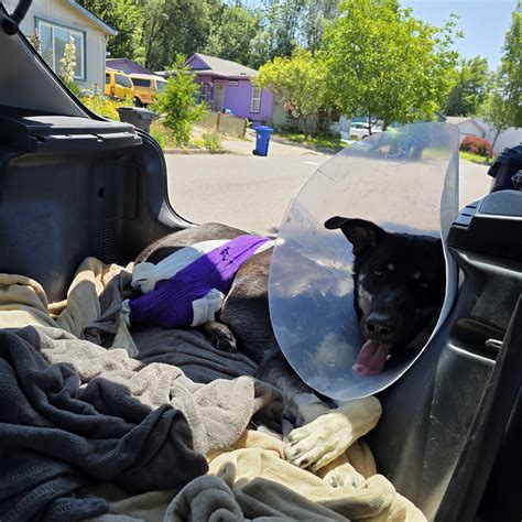 Knuckles – Free Animal Doctor