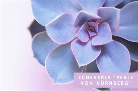 Echeveria Perle von Nürnberg Care Guide Apartment Buds