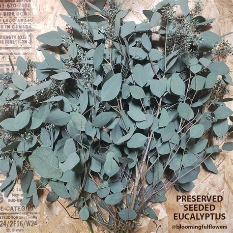 Seeded Eucalyptus Fresh Preserved Dried Decor Bulk Etsy