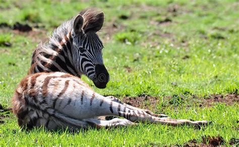 Baby Zebra Foal Lying on Grass Stock Photo - Image of green, safari ...