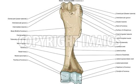 Bones Of The Thoracic Limb Horse Humerus Anatomy Horse Anatomy