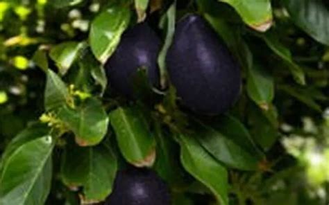 TRÈS RARE MEXICOLA Grande Avocat 2 graines fraîches faciles à